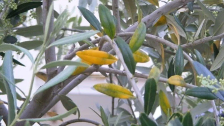 Zeytin Ağacının Yaprak Sararması: Nedenler, Belirtiler, Çözümler