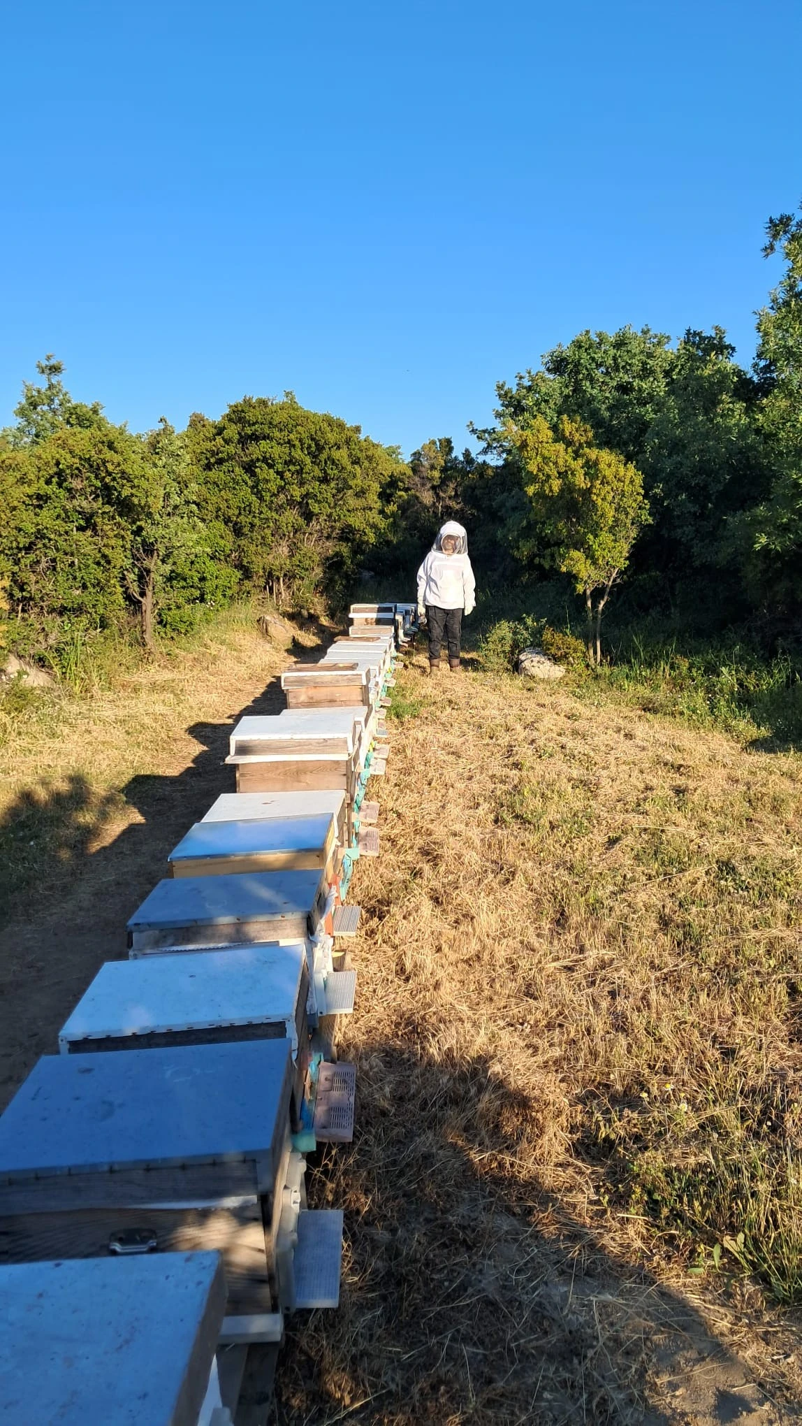 İTOGA Çiftliği arılığı ve kovanları