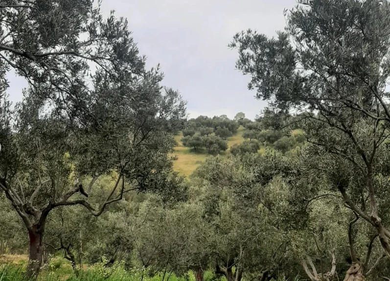 İTOGA Çiftliği zeytinlik görünümü