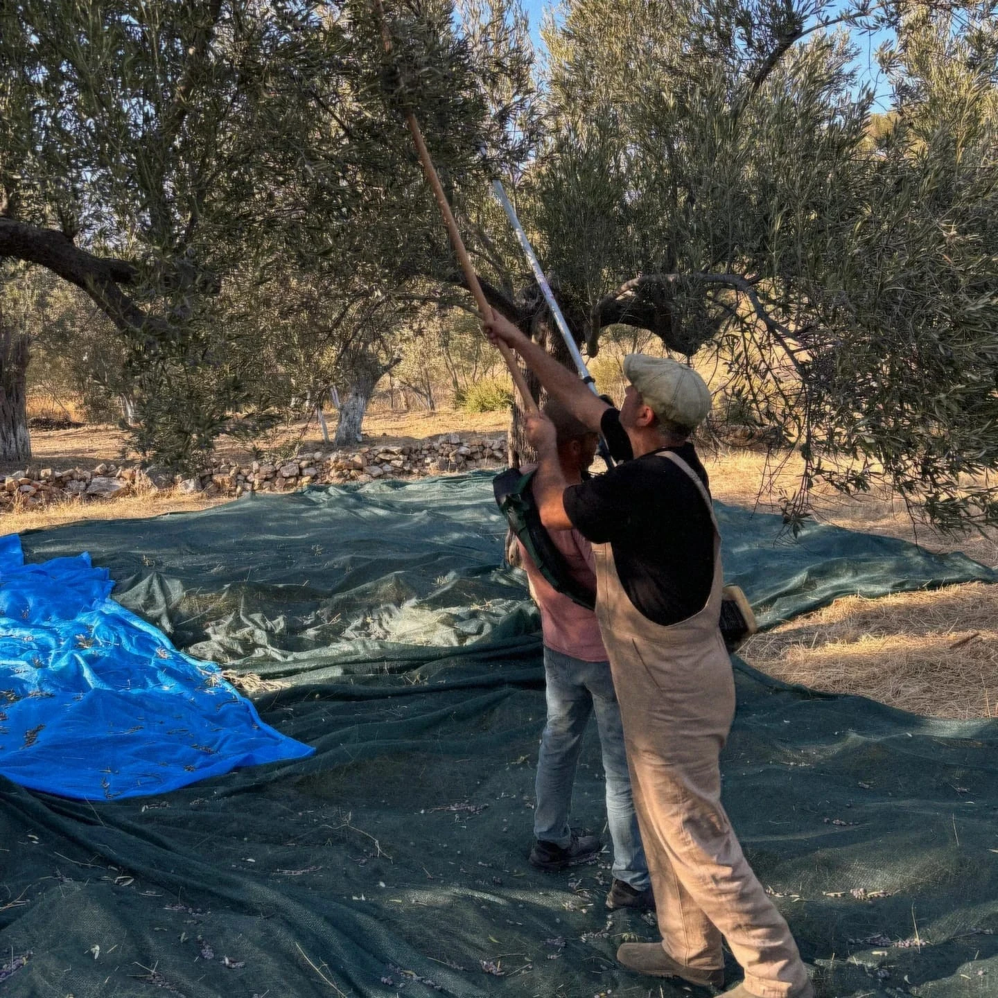 İTOGA Çiftliği zeytin hasadı